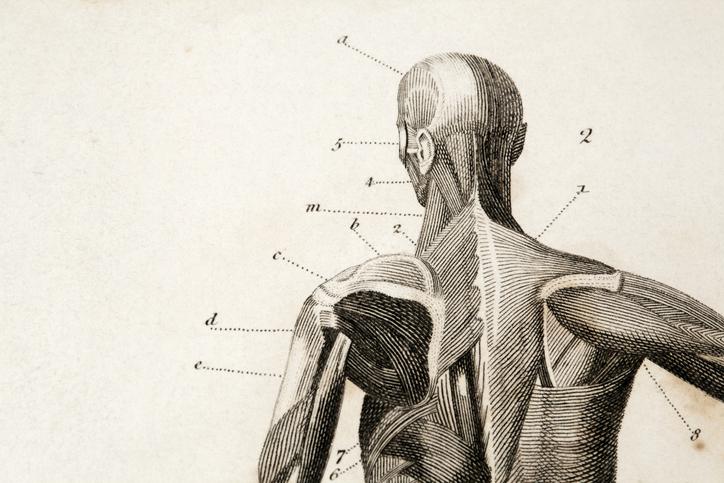 Anatomy Atlas Human body anatomy
